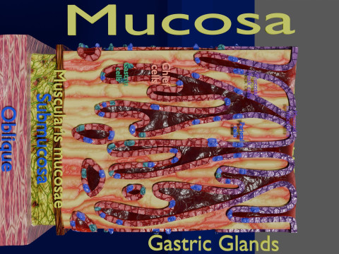 Stomach Gastric Gland cells histology 3D 模型