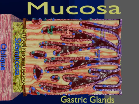 Histolog&iacute;a de las c&eacute;lulas de la gl&aacute;ndula g&aacute;strica del est&oacute;mago Modelo 3D