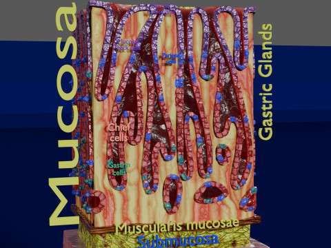 Stomach Gastric Gland cells histology 3D 模型