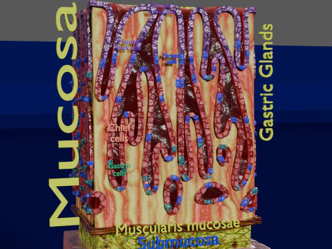 Histolog&iacute;a de las c&eacute;lulas de la gl&aacute;ndula g&aacute;strica del est&oacute;mago Modelo 3D