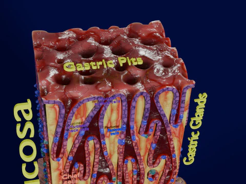 Histolog&iacute;a de las c&eacute;lulas de la gl&aacute;ndula g&aacute;strica del est&oacute;mago Modelo 3D