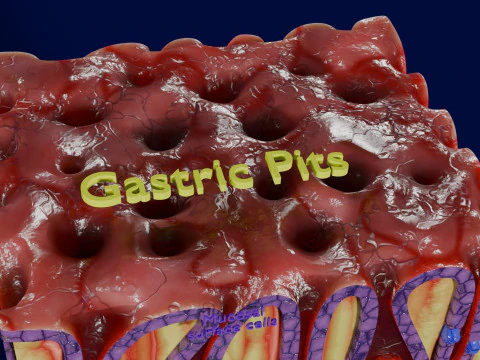Histolog&iacute;a de las c&eacute;lulas de la gl&aacute;ndula g&aacute;strica del est&oacute;mago Modelo 3D