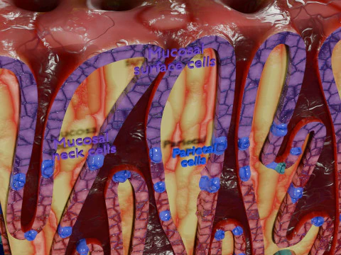 Histolog&iacute;a de las c&eacute;lulas de la gl&aacute;ndula g&aacute;strica del est&oacute;mago Modelo 3D