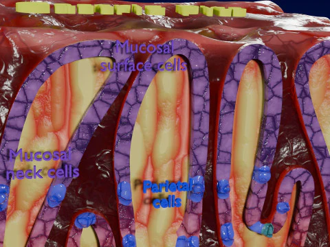 Histolog&iacute;a de las c&eacute;lulas de la gl&aacute;ndula g&aacute;strica del est&oacute;mago Modelo 3D