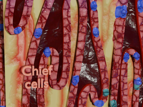 Histolog&iacute;a de las c&eacute;lulas de la gl&aacute;ndula g&aacute;strica del est&oacute;mago Modelo 3D