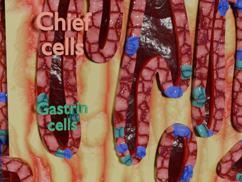 Stomach Gastric Gland cells histology 3D 模型
