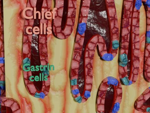 Histolog&iacute;a de las c&eacute;lulas de la gl&aacute;ndula g&aacute;strica del est&oacute;mago Modelo 3D