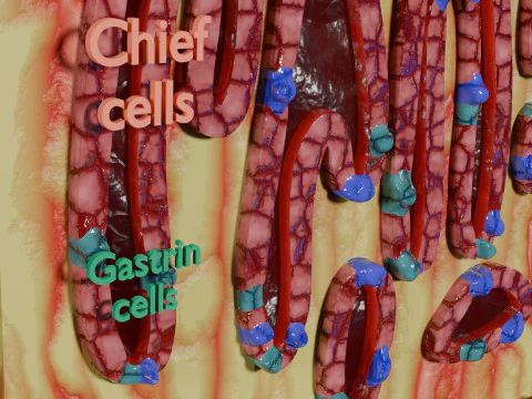 Histolog&iacute;a de las c&eacute;lulas de la gl&aacute;ndula g&aacute;strica del est&oacute;mago Modelo 3D