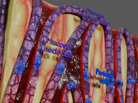 Histolog&iacute;a de las c&eacute;lulas de la gl&aacute;ndula g&aacute;strica del est&oacute;mago Modelo 3D