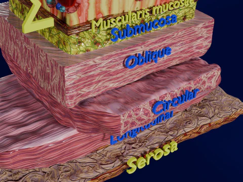 Histolog&iacute;a de las c&eacute;lulas de la gl&aacute;ndula g&aacute;strica del est&oacute;mago Modelo 3D