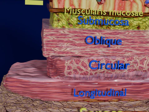 Histolog&iacute;a de las c&eacute;lulas de la gl&aacute;ndula g&aacute;strica del est&oacute;mago Modelo 3D