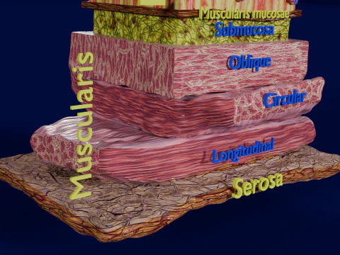 Histolog&iacute;a de las c&eacute;lulas de la gl&aacute;ndula g&aacute;strica del est&oacute;mago Modelo 3D