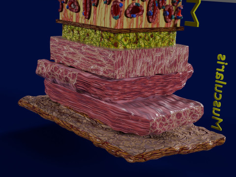 Stomach Gastric Gland cells histology 3D 模型