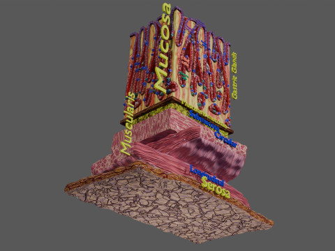 Stomach Gastric Gland cells histology 3D 模型