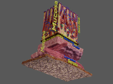 Histolog&iacute;a de las c&eacute;lulas de la gl&aacute;ndula g&aacute;strica del est&oacute;mago Modelo 3D