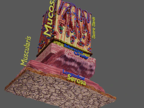 Histolog&iacute;a de las c&eacute;lulas de la gl&aacute;ndula g&aacute;strica del est&oacute;mago Modelo 3D
