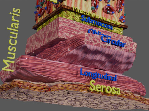 Stomach Gastric Gland cells histology 3D 模型