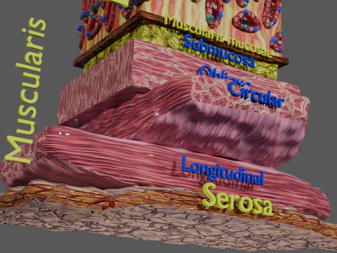 Histolog&iacute;a de las c&eacute;lulas de la gl&aacute;ndula g&aacute;strica del est&oacute;mago Modelo 3D