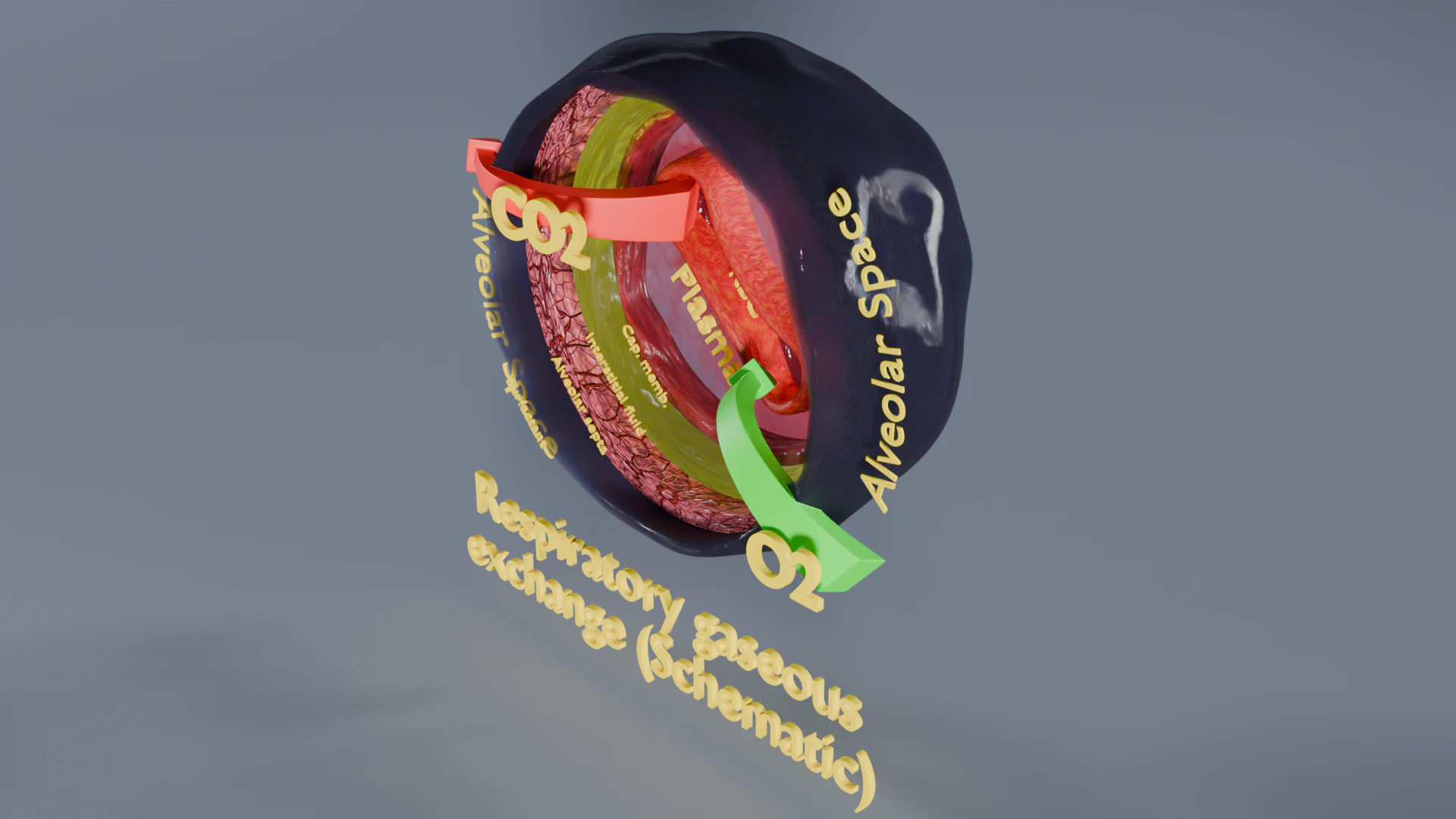 Respiratory Lung Gas Exchange Schematic 3D Model .c4d .max .obj .3ds .fbx .stl .blend