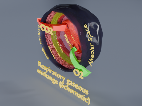 Respiratory Lung Gas Exchange Schematic 3D Model