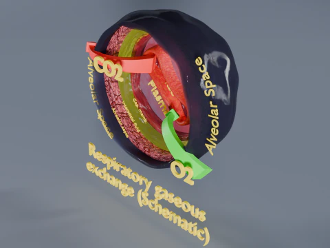 Esquema de troca de gases pulmonares respirat&oacute;rios Modelo 3D