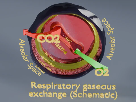 Respiratory Lung Gas Exchange Schematic 3D Model