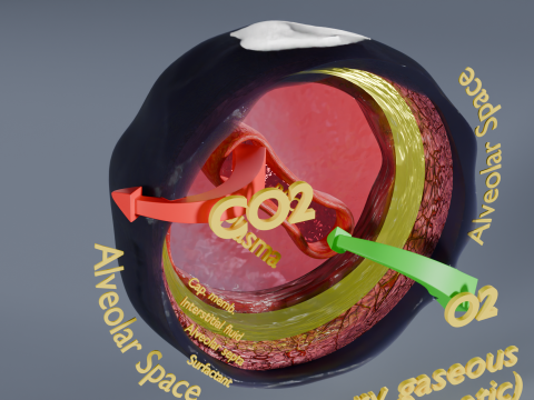 Respiratory Lung Gas Exchange Schematic 3Dモデル