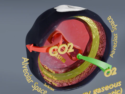 Respiratory Lung Gas Exchange Schematic 3D Model