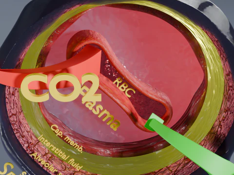 Respiratory Lung Gas Exchange Schematic 3D Model