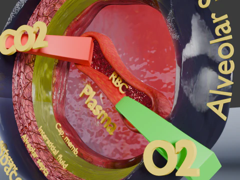 Respiratory Lung Gas Exchange Schematic 3D Model