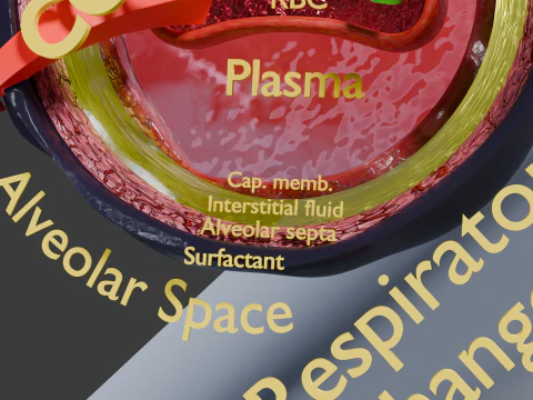 Respiratory Lung Gas Exchange Schematic 3D Model