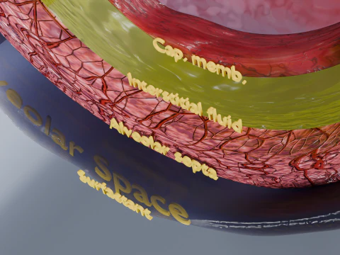Respiratory Lung Gas Exchange Schematic 3D Model