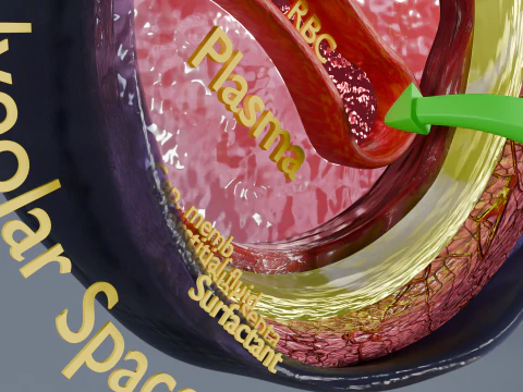Respiratory Lung Gas Exchange Schematic 3D Model