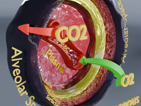 Respiratory Lung Gas Exchange Schematic 3D Model