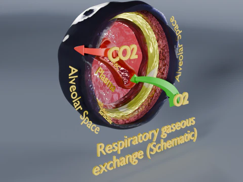 Respiratory Lung Gas Exchange Schematic 3D Model