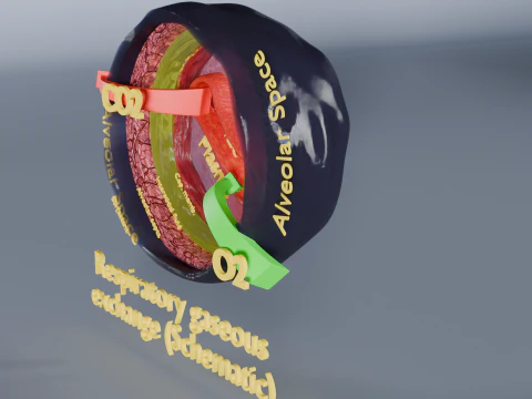 Respiratory Lung Gas Exchange Schematic 3D Model