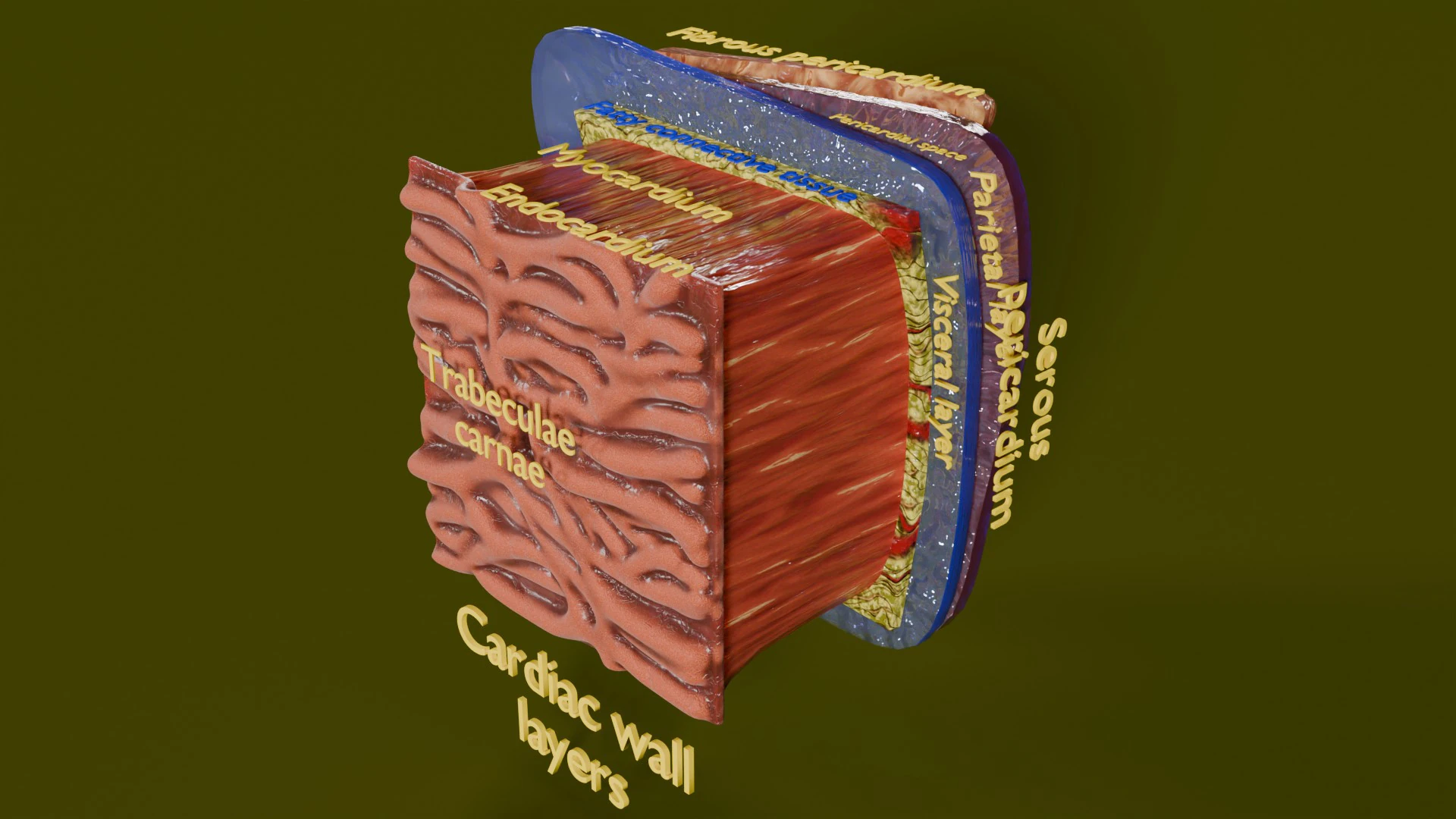 Heart Cardiac Wall Layers 3D Model .c4d .max .obj .3ds .fbx .stl .blend 