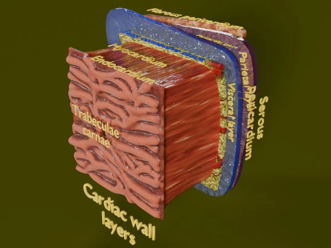 Camadas da parede card&iacute;aca do cora&ccedil;&atilde;o Modelo 3D