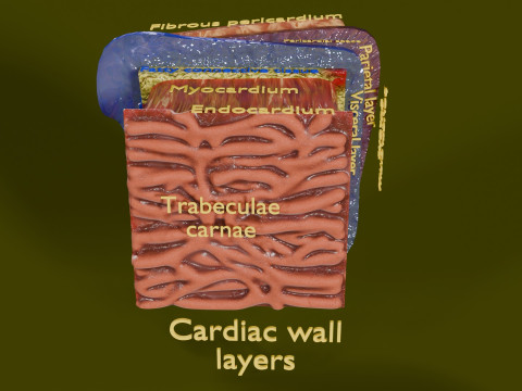 Heart Cardiac Wall Layers 3Dモデル