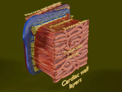 Heart Cardiac Wall Layers 3D Model