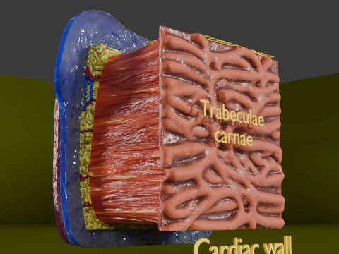 Heart Cardiac Wall Layers 3D Model