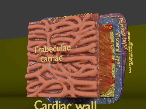 Heart Cardiac Wall Layers 3D Model