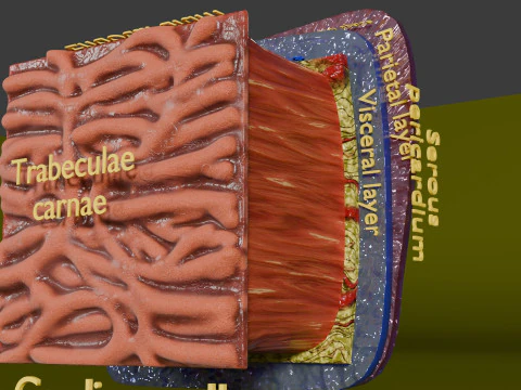 Heart Cardiac Wall Layers 3D Model