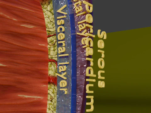 Heart Cardiac Wall Layers 3D Model