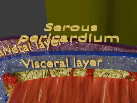 Heart Cardiac Wall Layers 3Dモデル