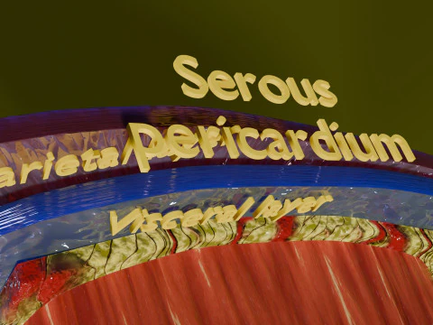 Heart Cardiac Wall Layers 3D Model