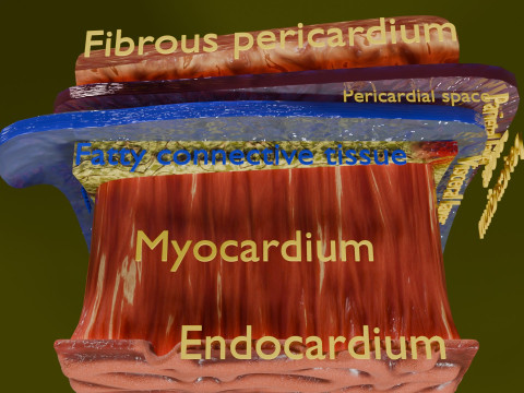 Heart Cardiac Wall Layers 3Dモデル