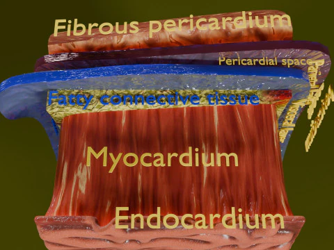 Heart Cardiac Wall Layers 3D Model