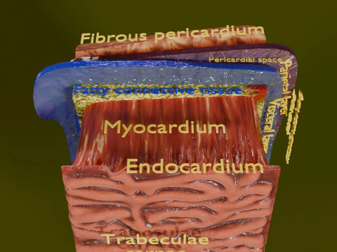 Heart Cardiac Wall Layers 3D Model