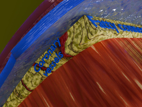 Heart Cardiac Wall Layers 3Dモデル